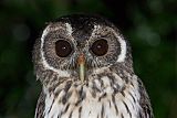 Mottled Owlborder=